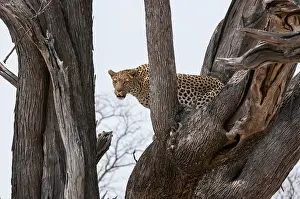 Images Dated 11th September 2012: A leopard, Panthera pardus, standing in the fork of a large tree