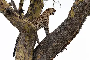 Seronera Prints: A leopard, Panthera pardus, standing on a tree