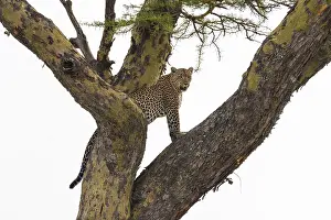Seronera Prints: A leopard, Panthera pardus, standing on a tree