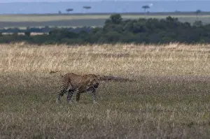 Maasai Mara Prints: A leopard, Panthera pardus, walking in an open plain