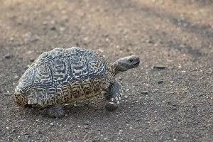 Images Dated 27th July 2016: Leopard tortoise, Stigmochelys pardalis