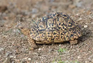 Images Dated 1st August 2016: Leopard tortoise, Stigmochelys pardalis