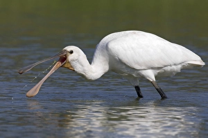 Images Dated 7th October 2010: Lepelaar, Eurasian Spoonbill, Platalea leucorodia