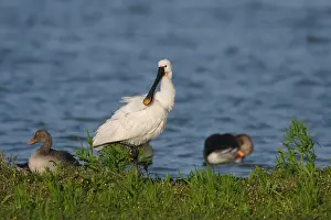 2005 Prints: Lepelaar, Eurasian Spoonbill, Platalea leucorodia