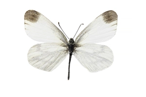 Images Dated 7th April 2021: leptidea