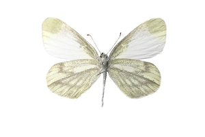 Images Dated 7th April 2021: leptidea