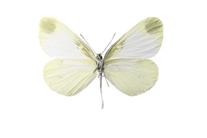 Images Dated 7th April 2021: leptidea