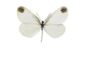 Images Dated 7th April 2021: leptidea