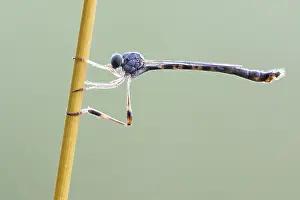 2020 Prints: Leptogaster subtilis