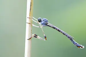 2020 Prints: Leptogaster subtilis
