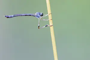 2020 Prints: Leptogaster subtilis