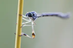 2020 Prints: Leptogaster subtilis