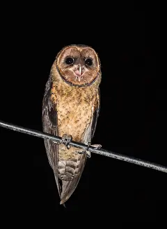 Images Dated 20th June 2015: Lesser Antillean Barn Owl, Tyto alba insularis