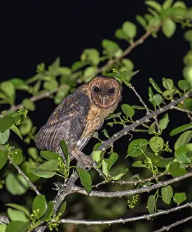 Images Dated 20th June 2015: Lesser Antillean Barn Owl, Tyto alba insularis