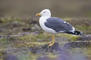 Black Backed Prints: Lesser Black-backed Gull