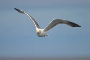 Black Backed Prints: Lesser black-backed gull, Larus fuscus