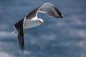 Black Backed Prints: Lesser black-backed gull, Larus fuscus