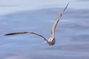Black Backed Prints: Lesser black-backed gull, Larus fuscus