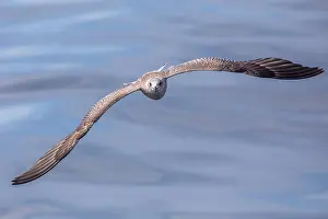 Black Backed Prints: Lesser black-backed gull, Larus fuscus