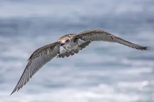 Black Backed Prints: Lesser black-backed gull, Larus fuscus