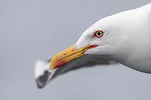 Black Backed Prints: Lesser black-backed gull, Larus fuscus