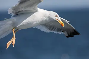 Black Backed Prints: Lesser black-backed gull, Larus fuscus