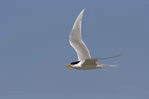 Bengalensis Prints: Lesser Crested Tern, Sterna bengalensis