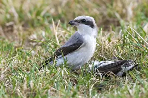 Shrike Prints: Lesser Grey Shrike, Lanius minor