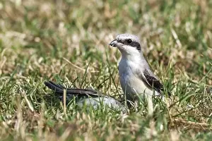 Shrike Prints: Lesser Grey Shrike, Lanius minor
