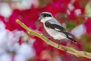 Shrike Prints: Lesser Grey Shrike, Lanius minor