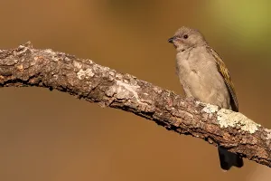 Images Dated 10th July 2018: Lesser Honeyguide, Indicator minor