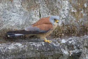Images Dated 21st June 2015: Lesser Kestrel