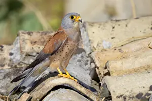 Images Dated 4th July 2015: Lesser Kestrel
