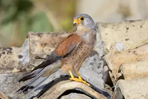 Images Dated 4th July 2015: Lesser Kestrel