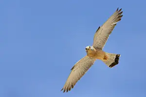 Images Dated 4th July 2015: Lesser Kestrel