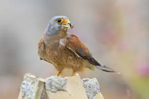 Images Dated 21st June 2015: Lesser Kestrel