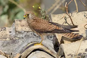 Images Dated 4th July 2015: Lesser Kestrel