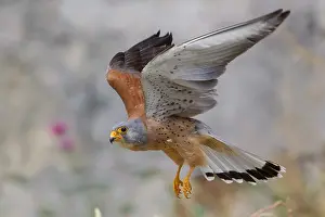 Images Dated 21st June 2015: Lesser Kestrel