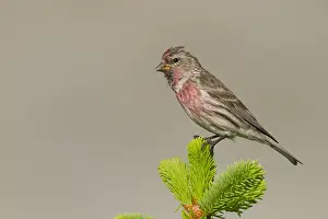 Adult Male Prints: Lesser Redpoll, Kleine Barmsijs, Carduelis cabaret