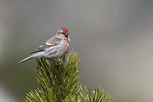 Adult Male Prints: Lesser Redpoll, Kleine Barmsijs, Carduelis cabaret