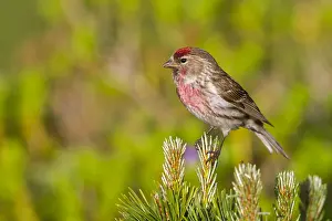 Adult Male Prints: Lesser Redpoll, Kleine Barmsijs, Carduelis cabaret