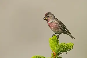 Adult Male Prints: Lesser Redpoll, Kleine Barmsijs, Carduelis cabaret