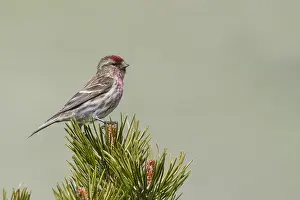 Adult Male Prints: Lesser Redpoll, Kleine Barmsijs, Carduelis cabaret