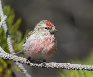 Adult Male Prints: Lesser Redpoll, Kleine Barmsijs, Carduelis cabaret