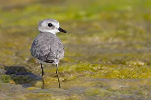 Shorebirds Prints: Lesser Sand Plover