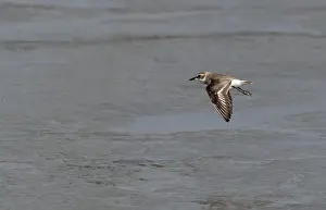 Images Dated 28th April 2011: Lesser Sand Plover, Charadrius mongolus