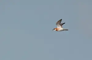 Images Dated 28th April 2011: Lesser Sand Plover, Charadrius mongolus