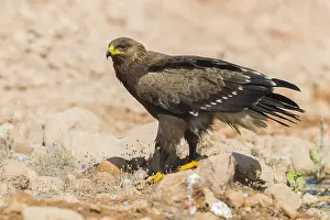 Images Dated 30th October 2017: Lesser Spotted Eagle