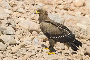 Images Dated 30th October 2017: Lesser Spotted Eagle