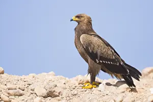 Images Dated 30th October 2017: Lesser Spotted Eagle